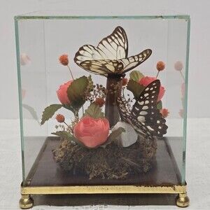 Vintage 1970s Taxidermy Butterfly Glass Terrarium Display Cottage Collectible